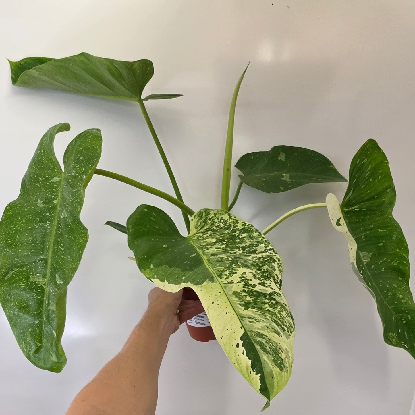 XL Philodendron Jose Buono