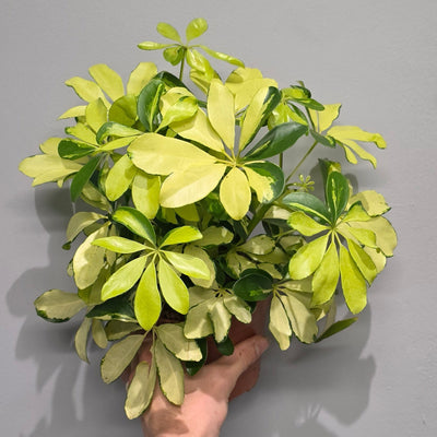 Schefflera Melanie