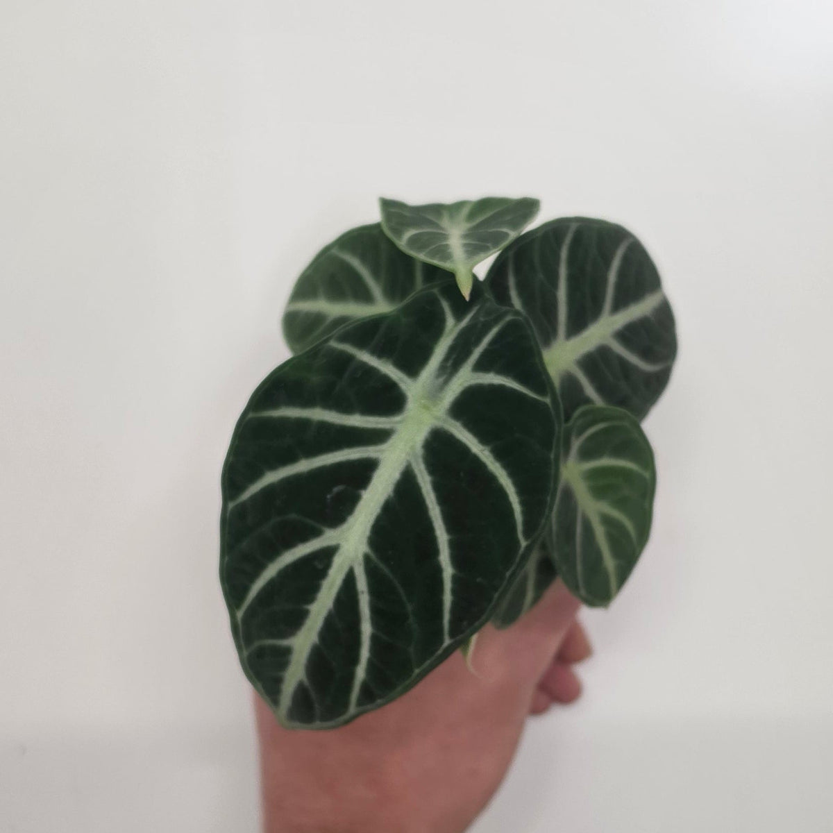 Mini Alocasia 'Ninja'