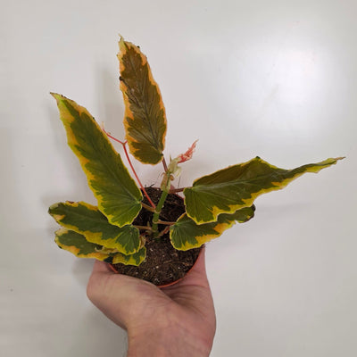 Begonia 'Dainty Spray Sport' Variegated Leaf