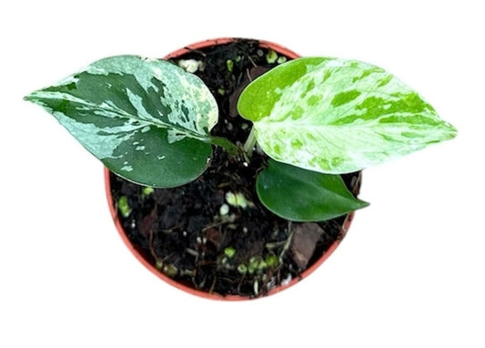 Monstera Bulbasaur