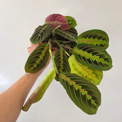 Maranta Fascinator