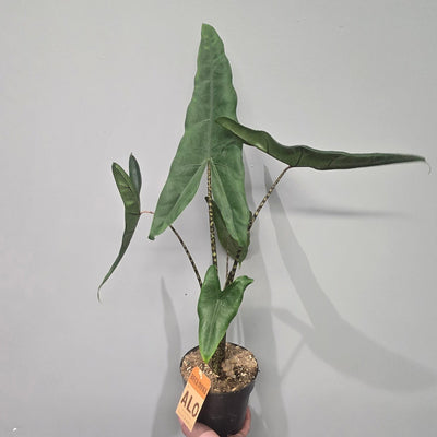 Alocasia Tigrina Superba
