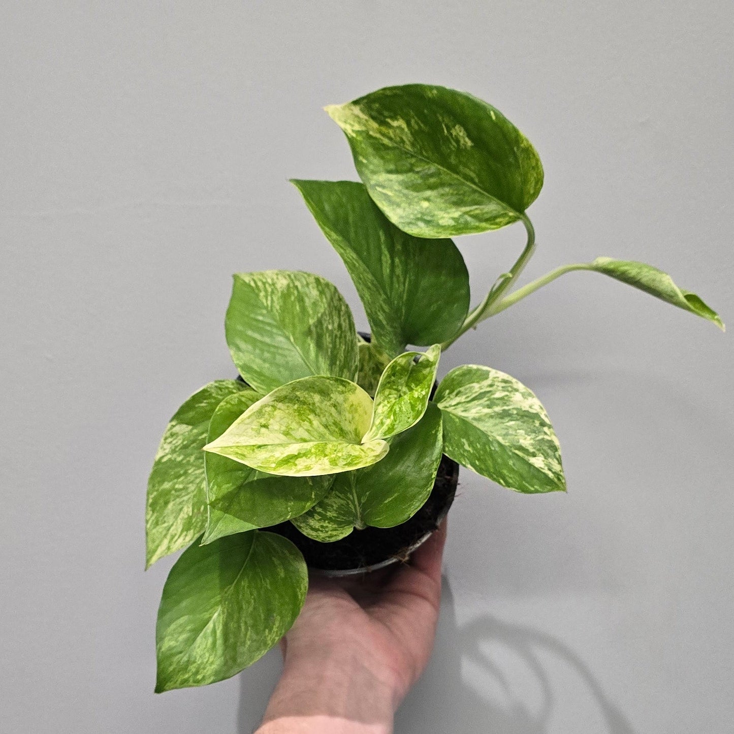 Epipremnum Marble Queen
