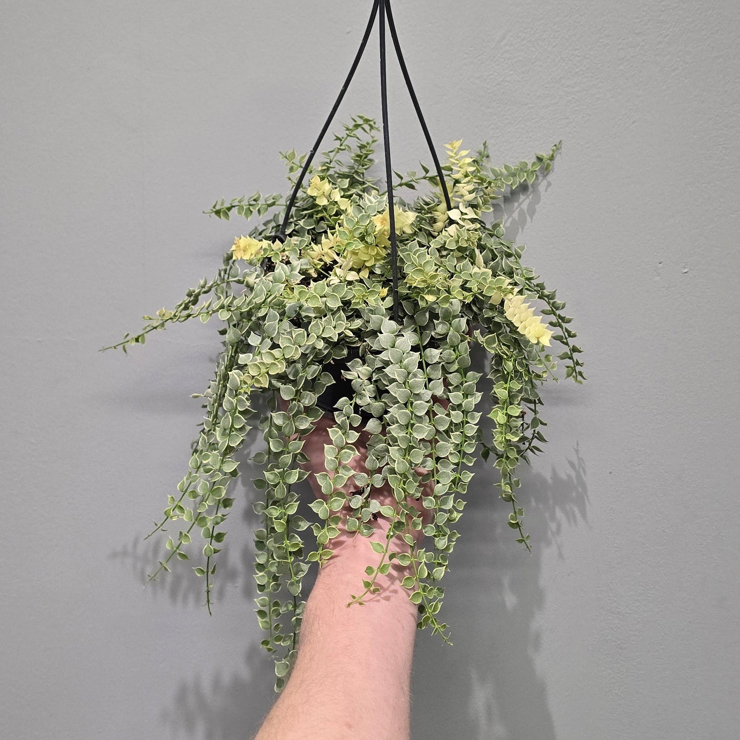 Dischidia Ruscifolia Variegated