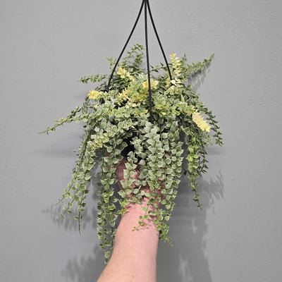 Dischidia Ruscifolia Variegated