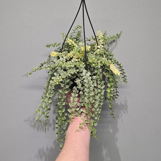 Dischidia Ruscifolia Variegated