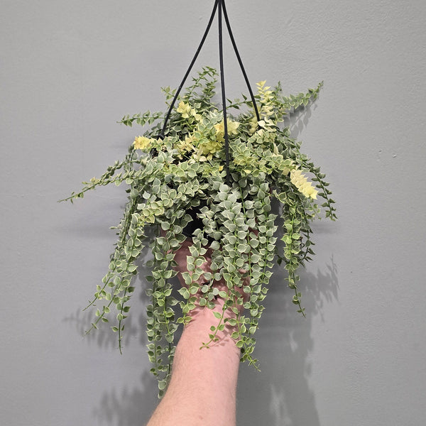 Dischidia Ruscifolia Variegated