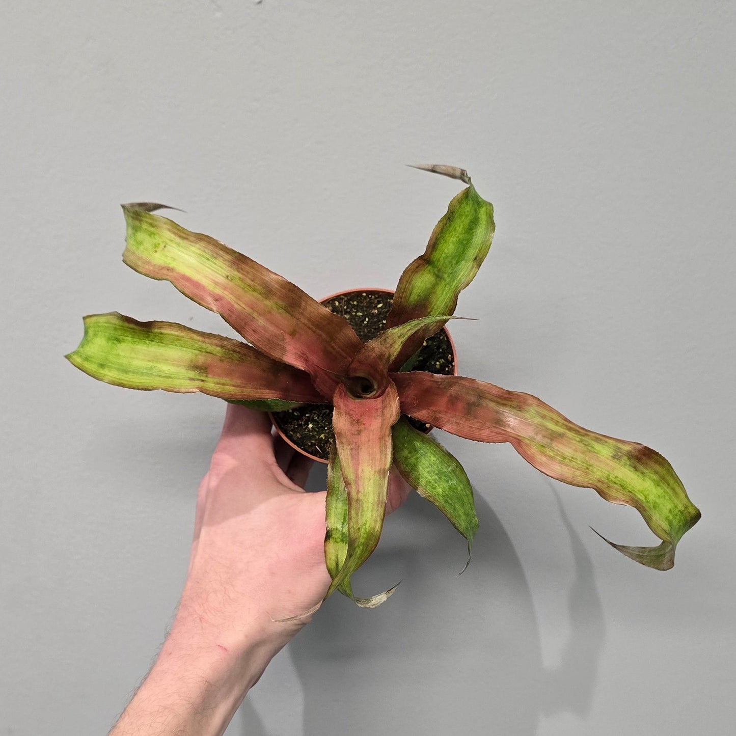 Cryptanthus - Mixed