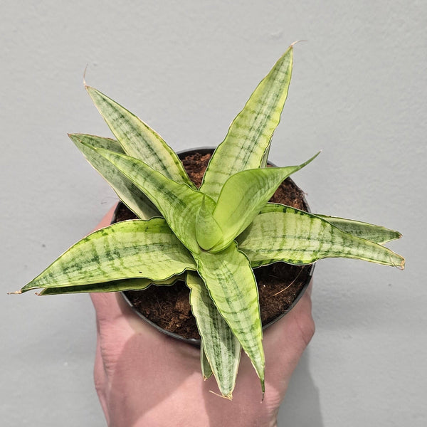 Sansevieria Gabriella Crown