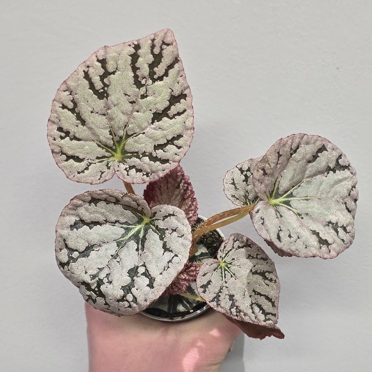 Mini Begonia Rex Spirit of Bali