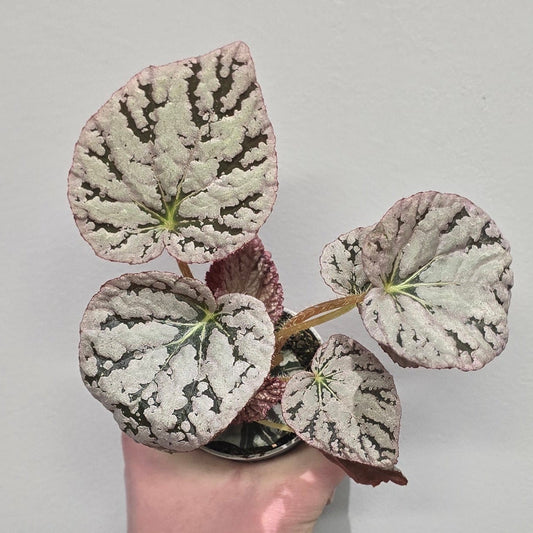 Mini Begonia Rex Spirit of Bali