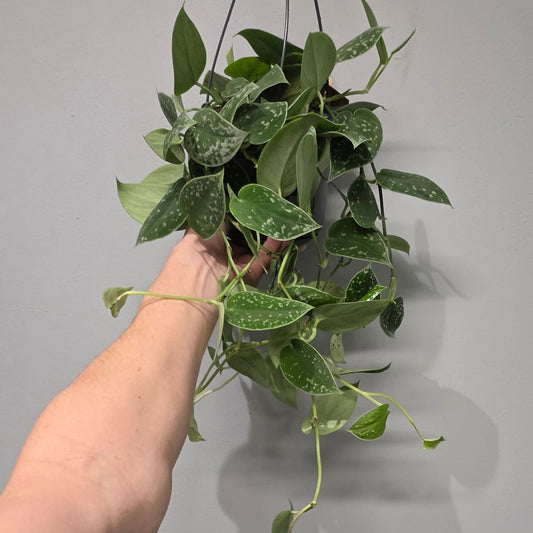 Hanging - Scindapsus Pictus