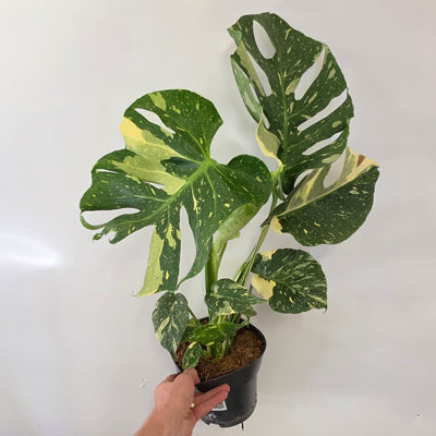 Monstera Thai Constellation "17cm Pot"