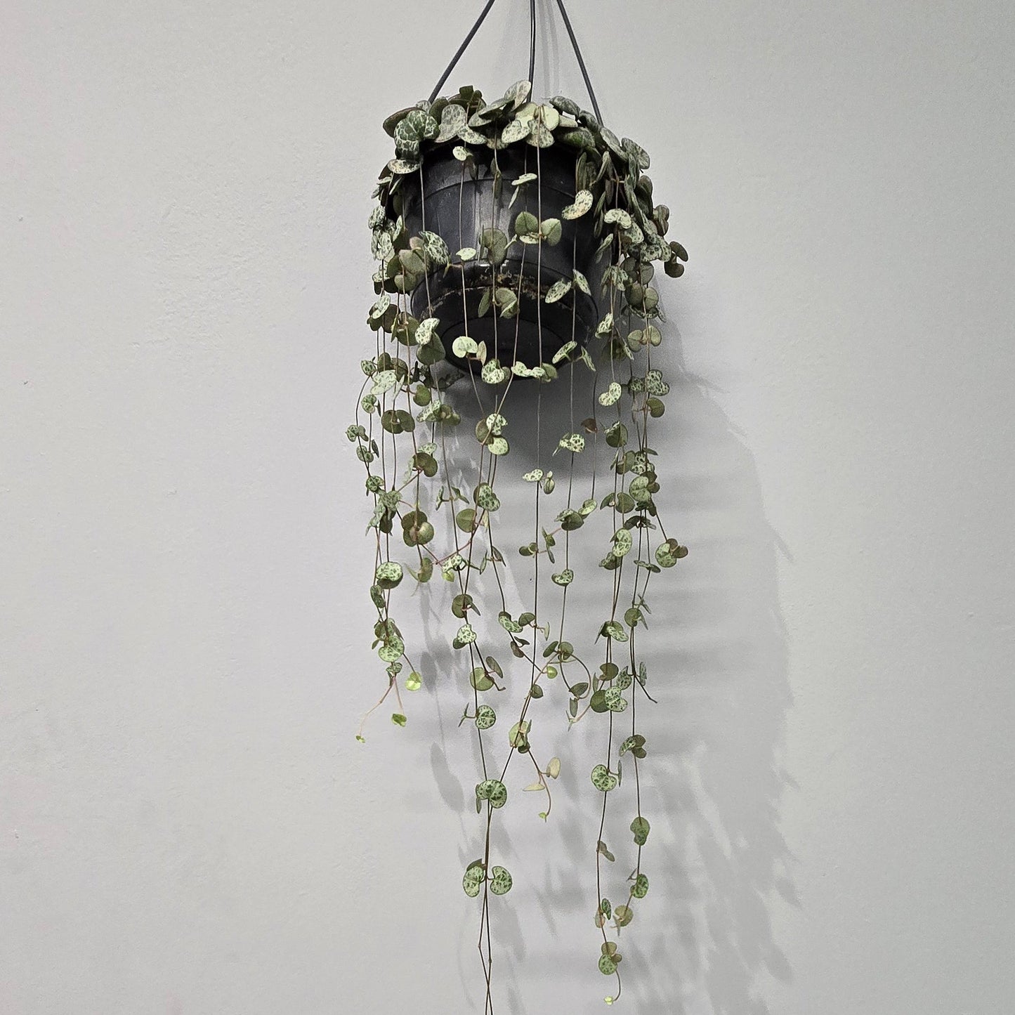 Hanging - Ceropegia Woodii "String Of Hearts"