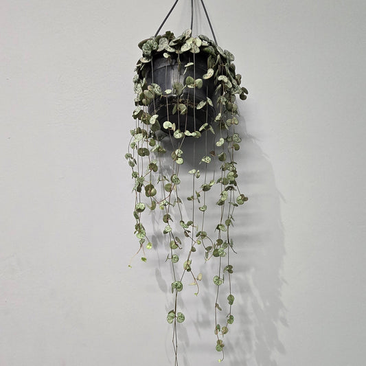 Hanging - Ceropegia Woodii "String Of Hearts"