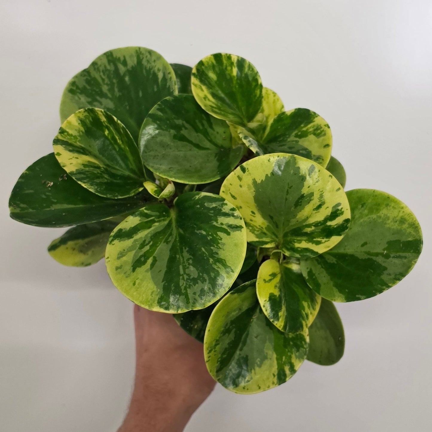 Peperomia Obtusifolia Green Gold