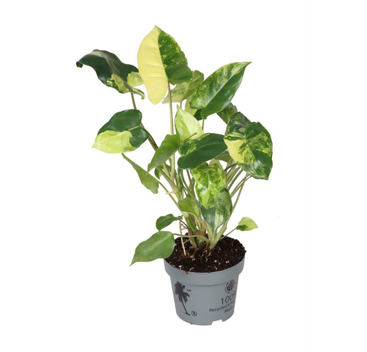 Philodendron Burle Marx Variegated