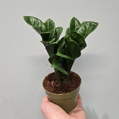 Zamioculcas Zenzi