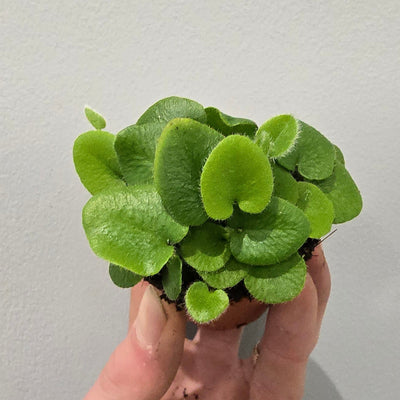 Hemionitis Arifolia "Heart Fern"