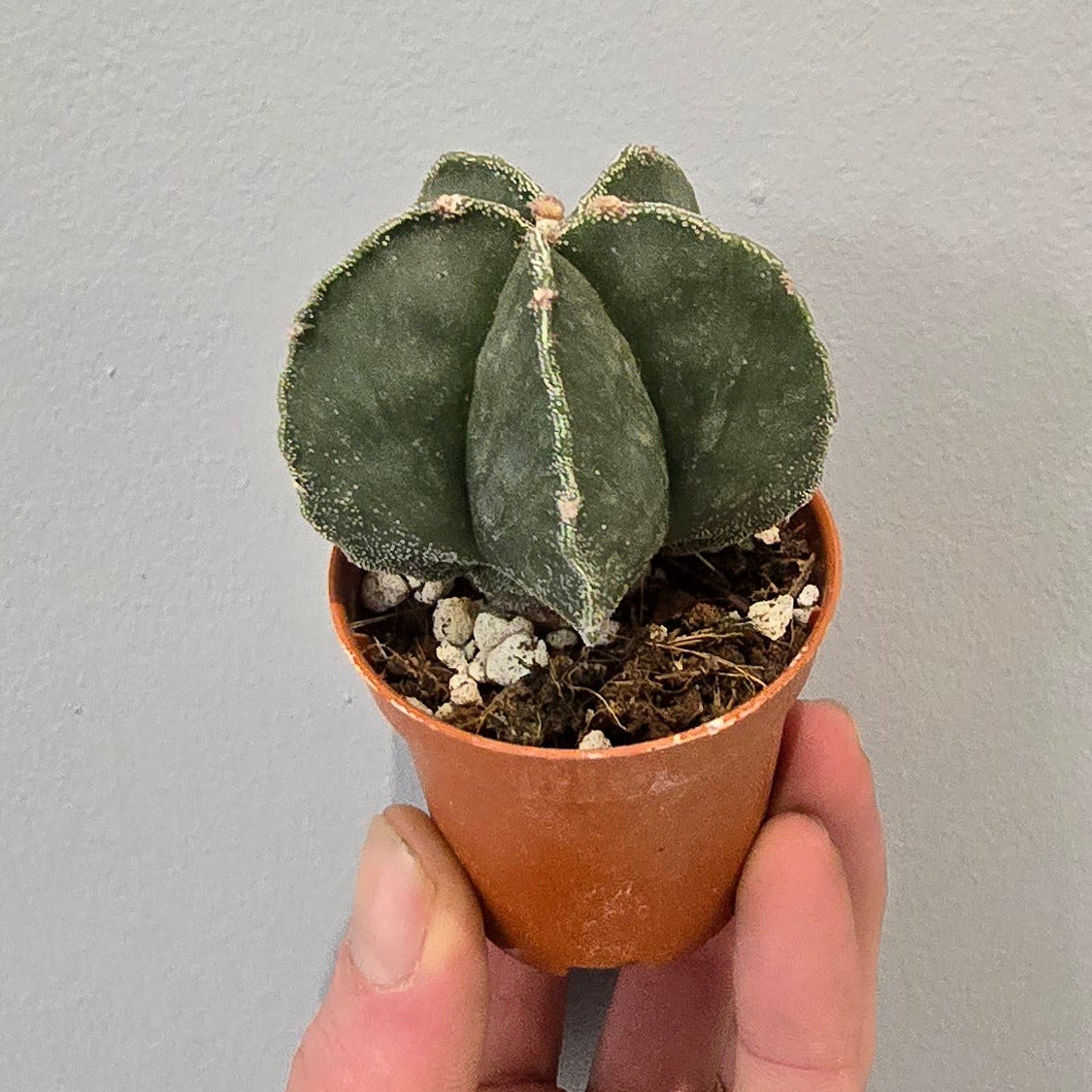 Mini Astrophytum Nudim - Cactus