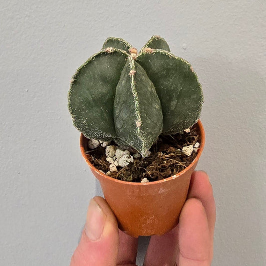 Mini Astrophytum Nudim - Cactus
