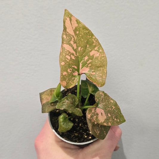 Mini - Syngonium Hybrid 'Pink Splash'