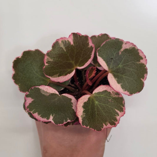 Mini Saxifraga "Strawberry Begonia"