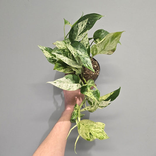 Epipremnum Marble King
