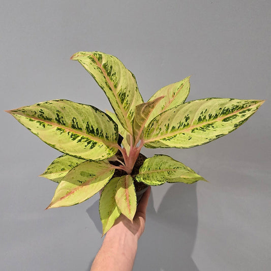 Aglaonema Chartreuse Pretty