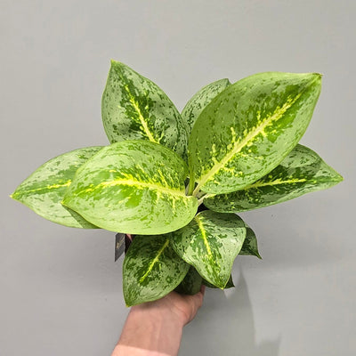 Aglaonema Lemon Mints