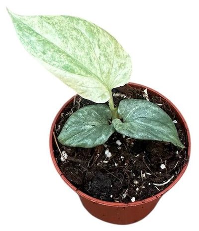 Monstera Amydrium Medium Silver Variegated
