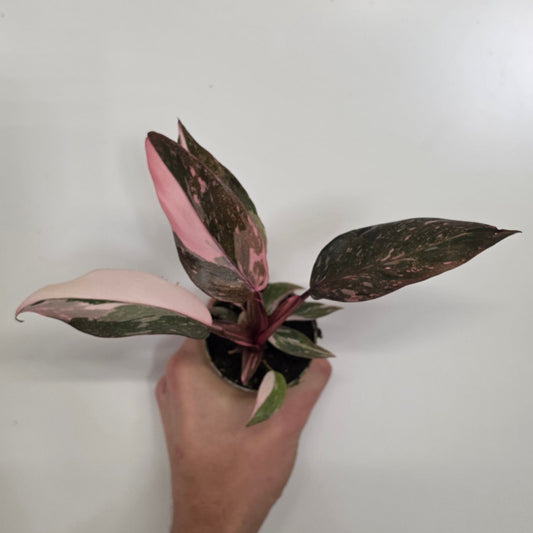 Mini Philodendron Pink Princess
