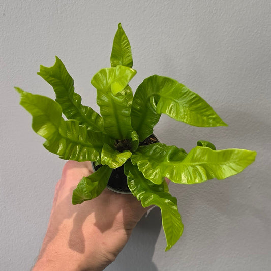 Mini Asplenium Mix