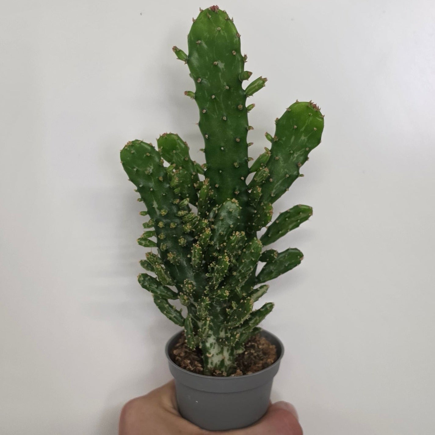 Mini Opuntia Monacantha
