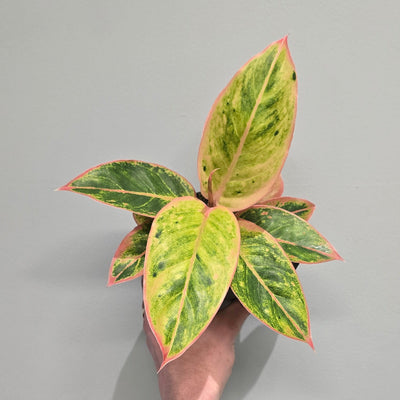 Aglaonema Salmon Fantasy
