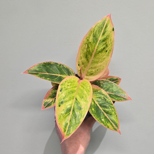 Aglaonema Salmon Fantasy