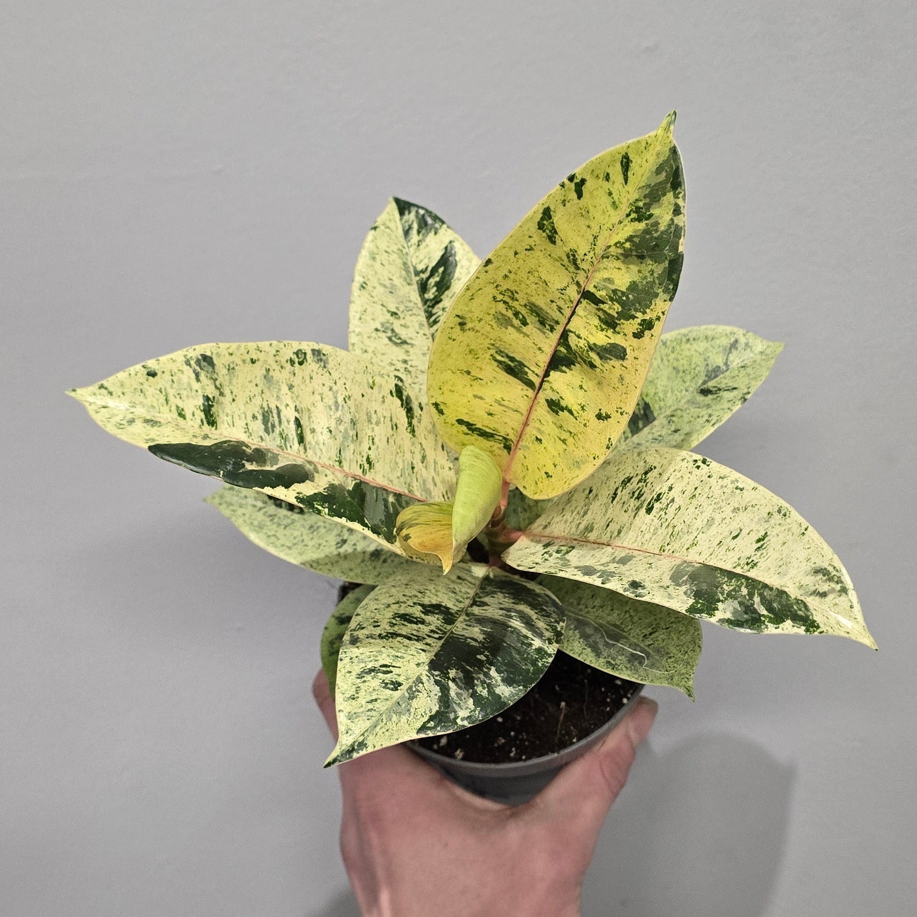 Ficus Shivereana Moonshine - Rare Mottled Silver Green Fig Plant – Ey ...