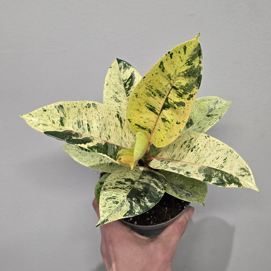 Ficus Shivereana Moonshine