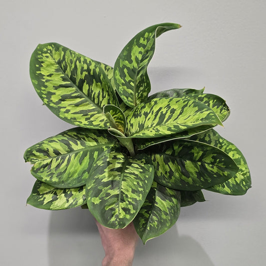 Homalomena Camouflage