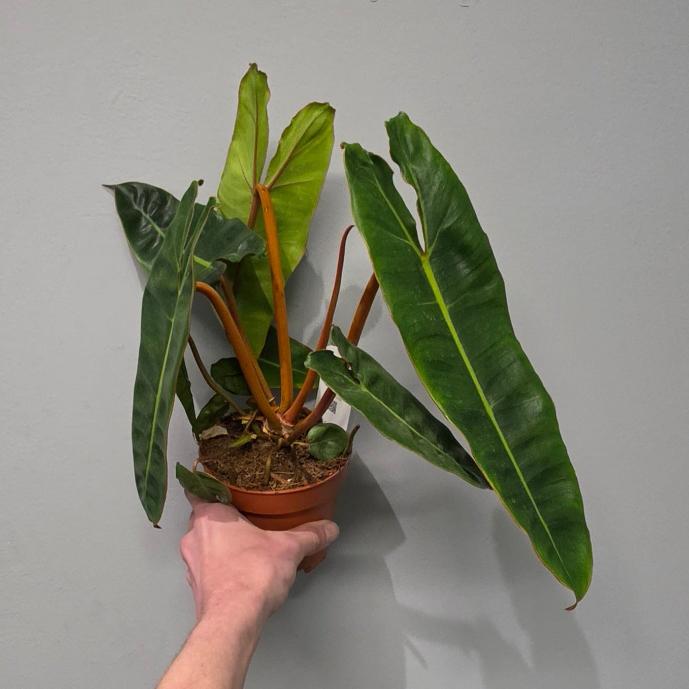 Philodendron Billietiae