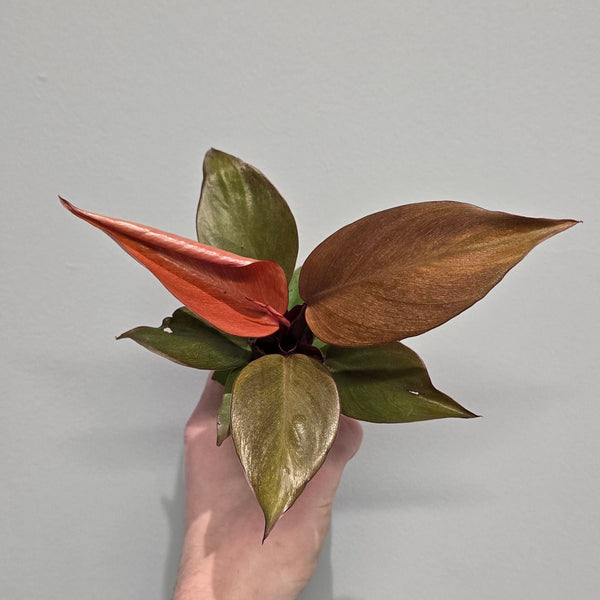 Mini - Philodendron 'McColley's Final'