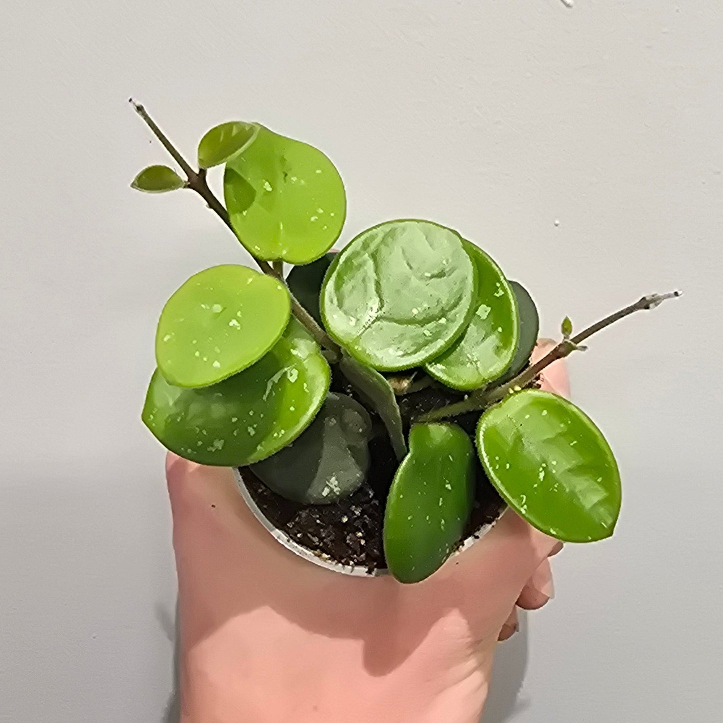 Mini Hoya Mathilde Splash