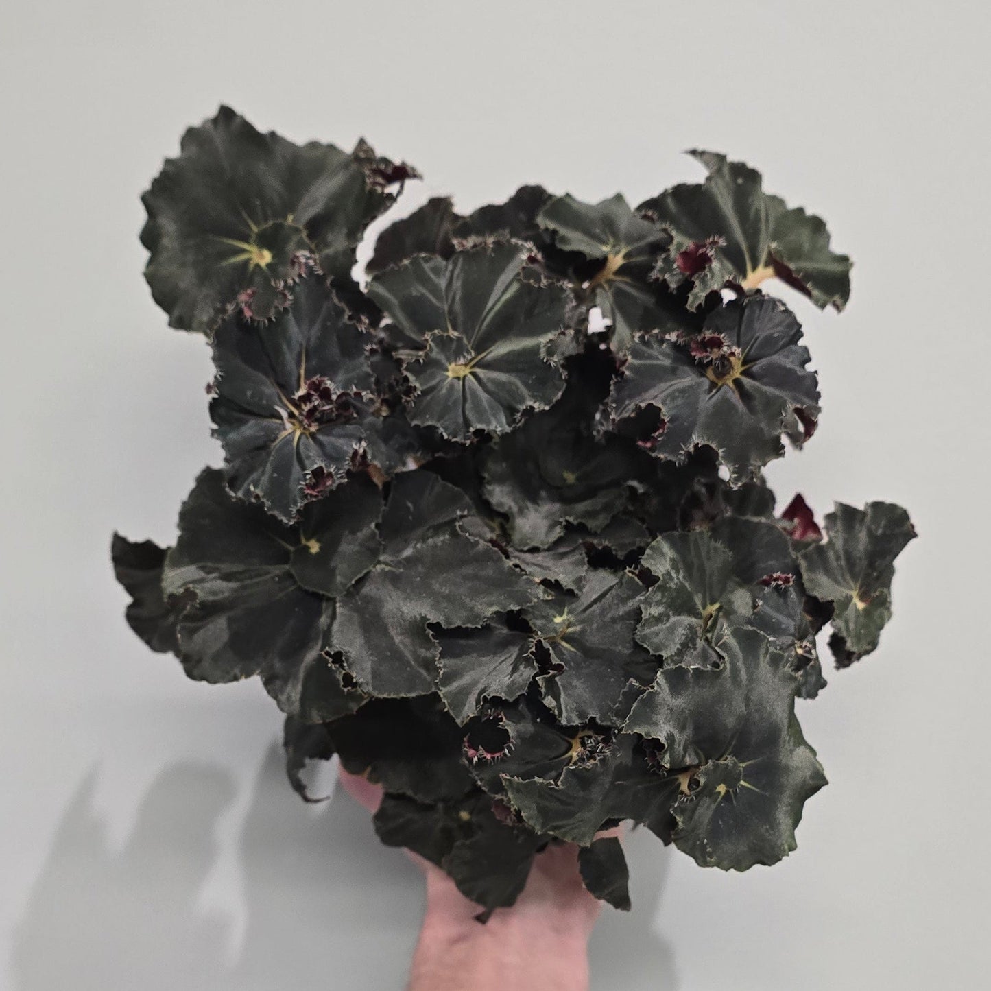 Begonia Rex Dark Mambo