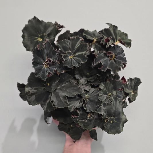Begonia Rex Dark Mambo