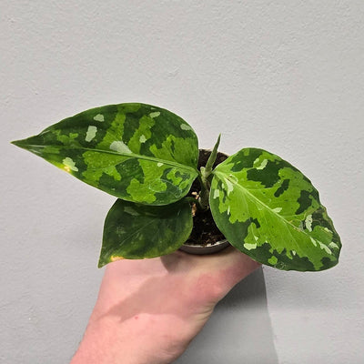 Mini Aglaonema Tricolor