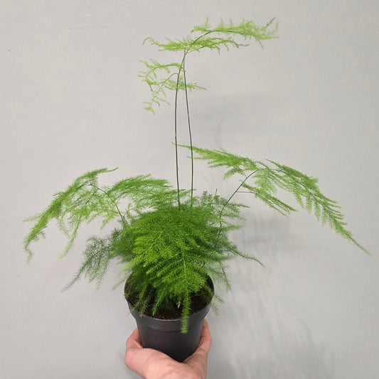 Asparagus Setaceus "Fern"