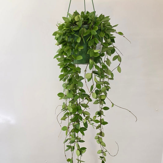 Hanging Hoya Pubera