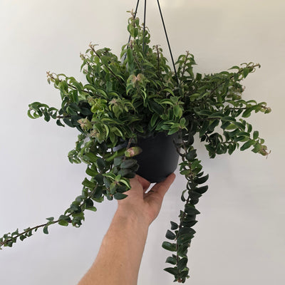 Hanging Aeschynanthus Twister