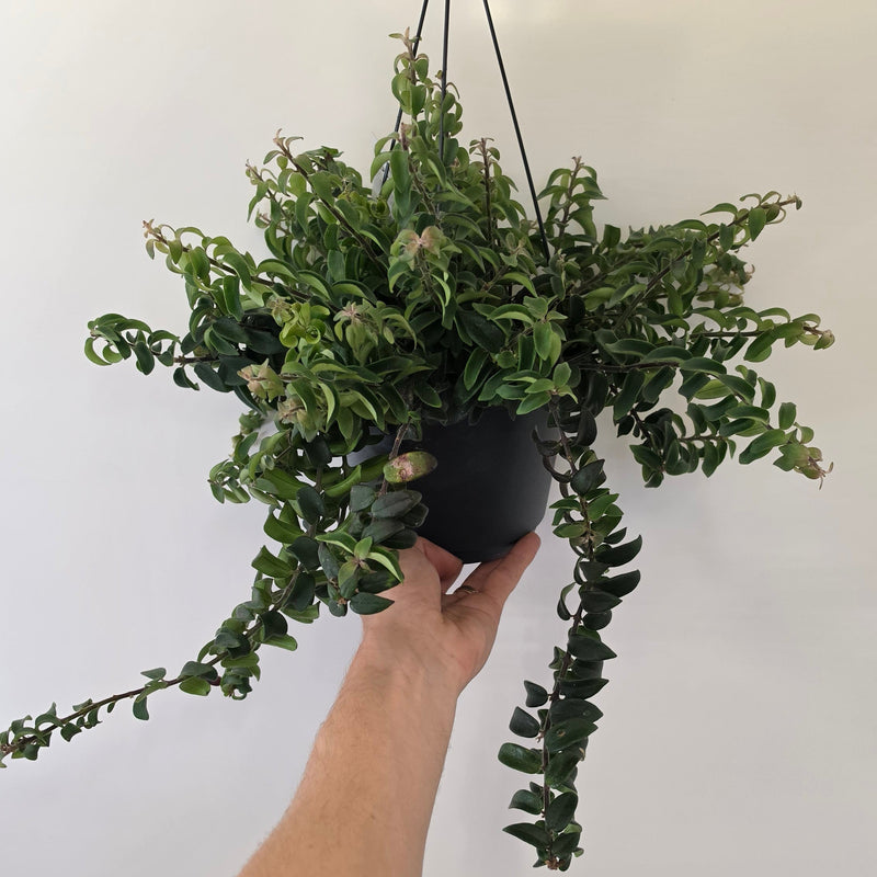 Hanging Aeschynanthus Twister